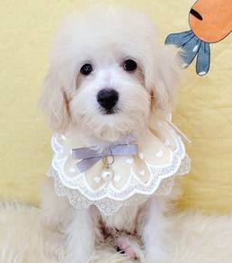 Maltipoo