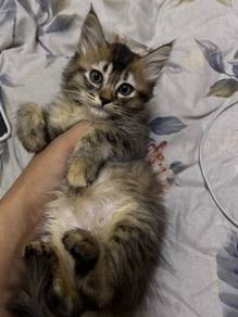 kitten mix persian