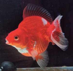Ryukin RED & WHITE