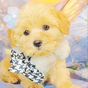Maltipoo