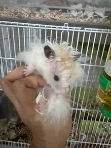 Syrian Hamster