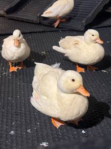 Call Duck Grade B