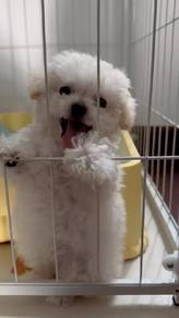white color poodle 