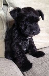 Schnauzer