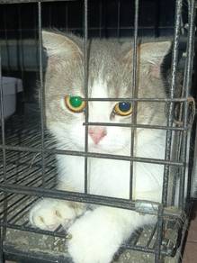 scottish cat