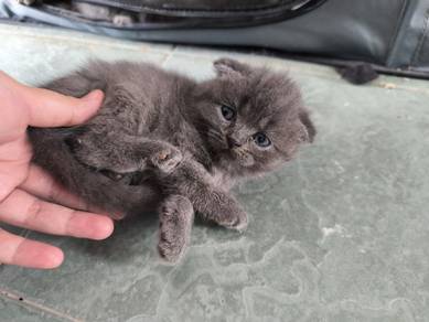 Scottish mix American Curl