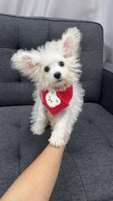 比熊犬女
Bichon 
Female
F-2
