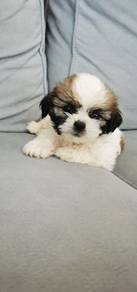 shihtzu ~6
