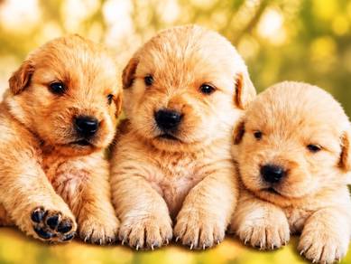 MKA Golden Retrievers