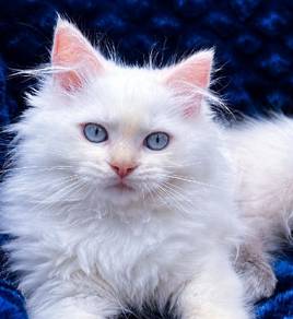 Rare Ragdoll Cream