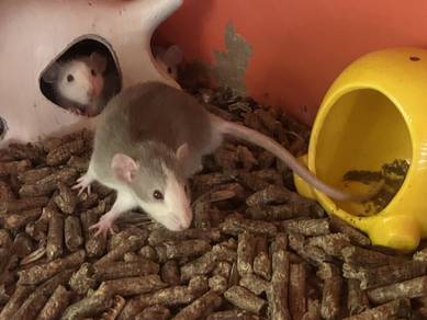 Dumbo Rat for sale