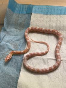 Snow corn snake