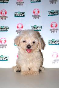 C31 Tiny Maltipoo Puppy