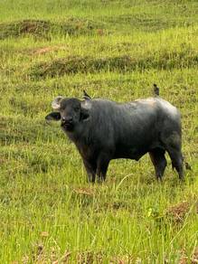Kerbau jantan baka tulen (purebred)