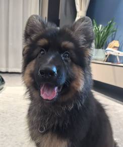 German Shepherd
