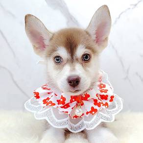 Pomsky