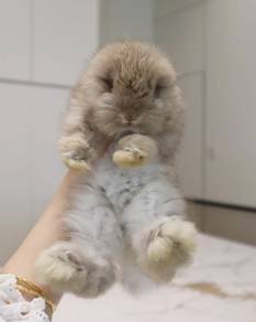 ANGORA BABY RABBIT AG155 New Born ~ Cute