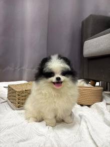 HHHH_SUI600 Pomeranian Panda Black White haired