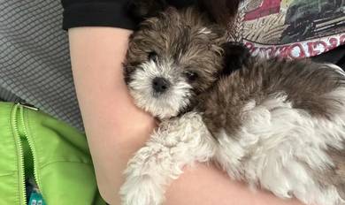 Shihpoo