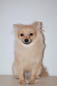 J0671 Pomeranian Lovely Perky Ear Baby Dog