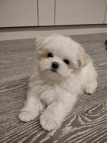 Borky Bichon Poochon White Fluffy Cotton Ball Baby