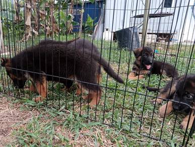 German shepherd 