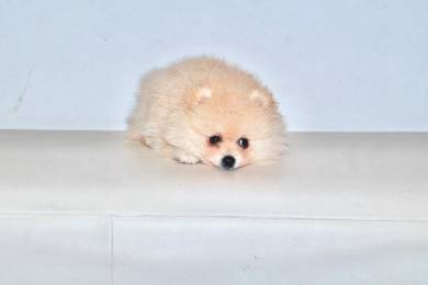 H18 Fluffy Pomeranian Puppy