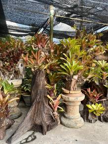 tunggul kayu n pokok brom