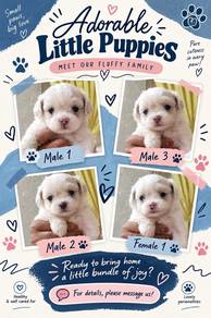 Puppies for sale