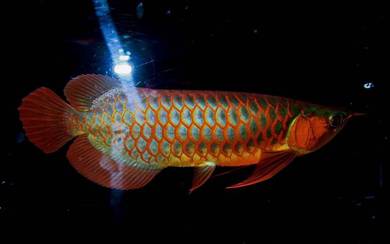 Arowana blood red 14inch 3a quality-wholesale
