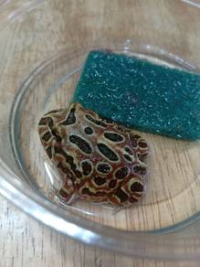 Pacman Frog 