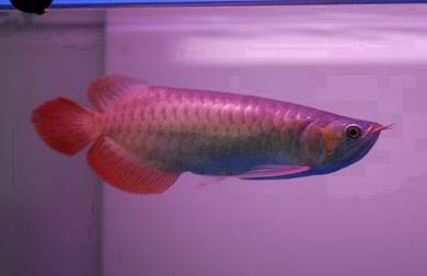 arowana chili red 8 inch-wholesale price