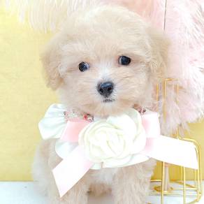 Poodle