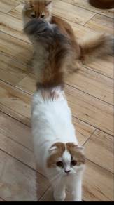 Scottish fold