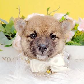 Shiba
