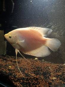 ikan kaloi