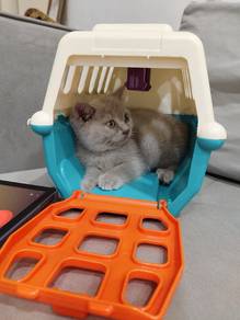 kucing comey