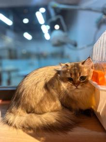 BLH long hair Golden Cat for sale
