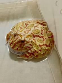 Pacman frog