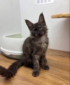 Mainecoon Cat for Sale