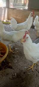Ayam white leghorn induk