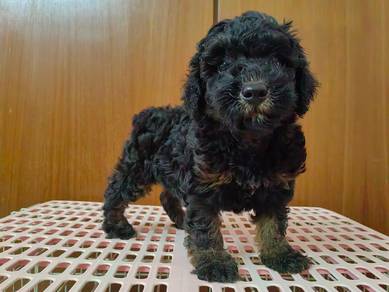 Toy poodle