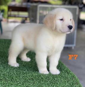 GOLDEN RETRIEVER PUPPIES M820🌻Cream / Gold