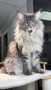 China imports Maine cat