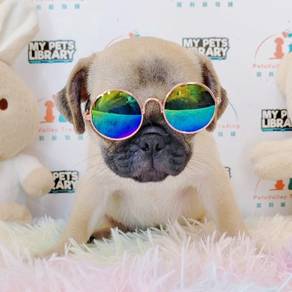 Pug