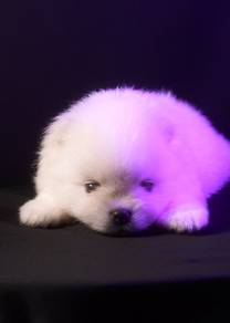 Pomeranian Puppy Female