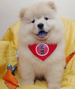 Chow Chow