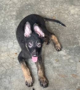 German Shepherd Working Line