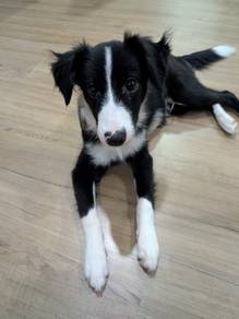 Lovely 4-Month-Old Male Border Collie Puppy