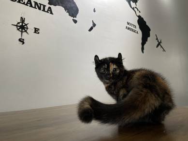 American Curl (Female)